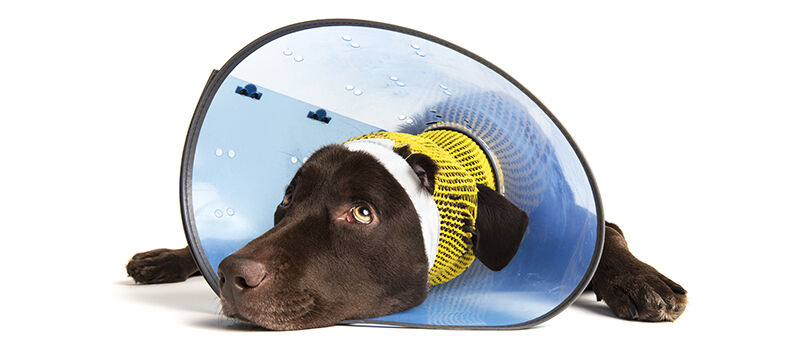 Why It's Important to Carry Animal First Aid Products